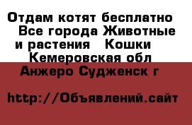 Отдам котят бесплатно  - Все города Животные и растения » Кошки   . Кемеровская обл.,Анжеро-Судженск г.